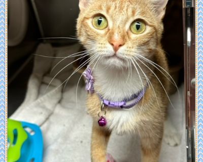 CATTIE - Domestic Short Hair & Tabby Mix Female Cat for Adoption