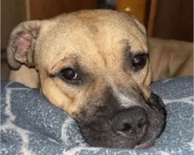 Turkey - Male Puppy Boxer mix for Adoption