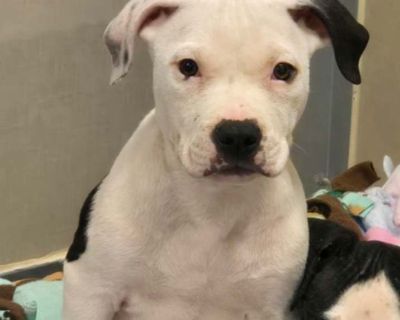 Child. White - with black. Hair: short. Adoption process Please visit our website to learn about our adoption process www.seattlehumane.org Shelter location There are two ways to adopt from Seattle Humane! Visit the shelter at 13212 SE Eastgate Way, Bellevue, WA or submit a questionnaire online at https://www.seattlehumane.org/adoption-process/.