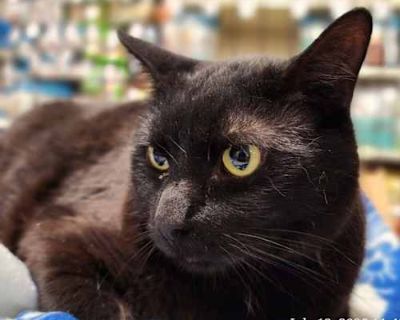 Panther - Domestic Shorthair Male Cat for Adoption