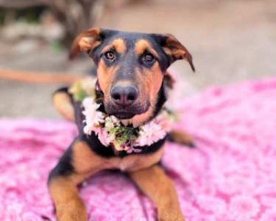 Anastasia - Doberman Pinscher Female Puppy for Adoption