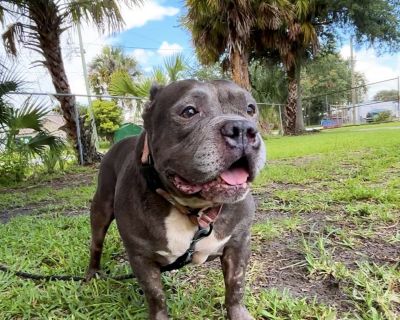 Rene - American Bulldog Mix Female Dog for Adoption