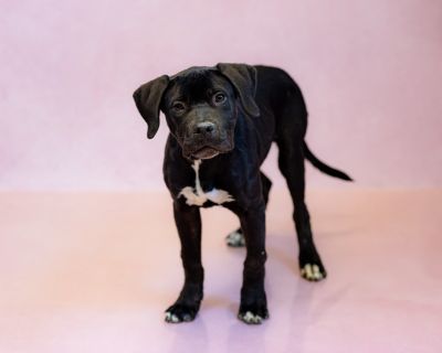 Pen 185 Waffles - Labrador Retriever Mix Male Dog for Adoption