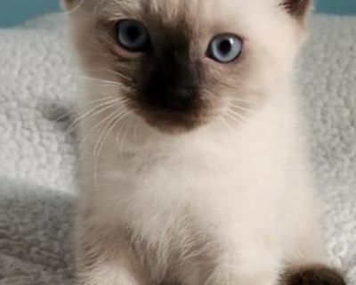 Household pet. Not registered. Health certificate,food,toys. Our kittens have playful and friendly personalities. Vaccinated, dewormed, FIV FELV, HCM negative. Deposits preferred. Cash on pickup.