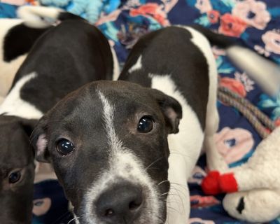 Lighting - Black Labrador Retriever Mix Male Puppy for Adoption