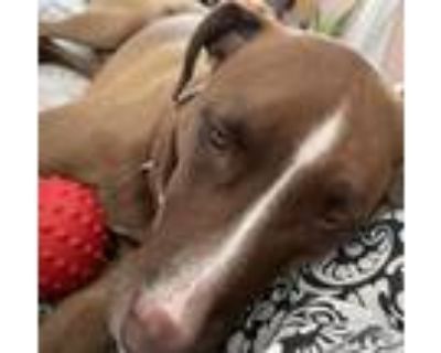 Dog for adoption - Kilo, a Hound & Labrador Retriever Mix in Media, PA