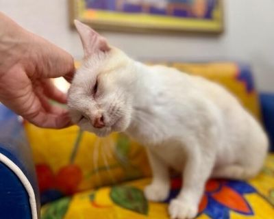 Wispy Cloud - Siamese Female Cat for Adoption