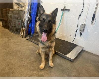 CARSON - German Shepherd Dog Male Puppy for Adoption