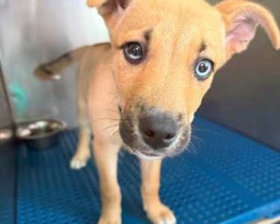 Ice-T - Siberian Husky/Boxer Mix Male Puppy for Adoption