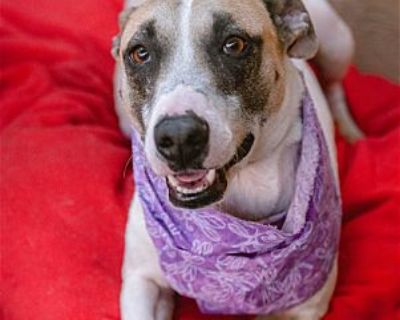 Betty White - Catahoula Leopard Dog/English Pointer Mix Female Dog for Adoption