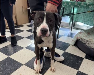 Jack - Male Puppy Lab / Pit Bull for Adoption