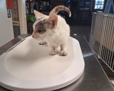 Health Spayed / neutered.. Kitten Female Small