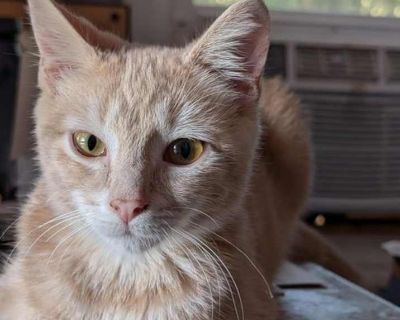Child. Gray, blue or silver tabby. Hair: short. Meet Sunkist and Greyshore! 6 months and 5 months old Both are very playful and like to cuddle in for kisses. They like to chase each other and climb their scratchy post. They are fascinated with the bathtub and like to chase bugs. Greyshore bites toes but will stop with a stern 'no'. She is excessively needy for attention and will climb all over ...