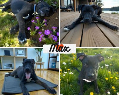 Max - Labrador Retriever & Terrier Mix Male Puppy for Adoption