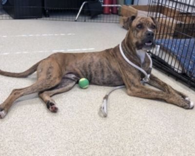 Sherman - Boxer Mix Male Dog for Adoption