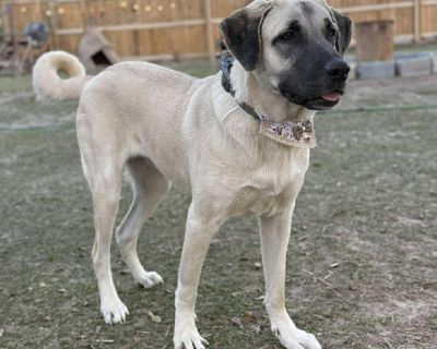 Meet Lunae the sweetest girl looking for her forever home! 1 year old | 70 lbs | Anatolian Shepherd Mix Lunae started her young life as a stray, but a loving rescue stepped in just in time. Now she s safe, healthy, and ready to give her whole heart to a family of her own. This beautiful girl is: Sweet, gentle, and friendly with everyone she meets Playful and full of joy the perfect mix of fun a...