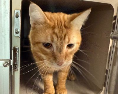 Otis - Domestic Short Hair Mix Male Cat for Adoption