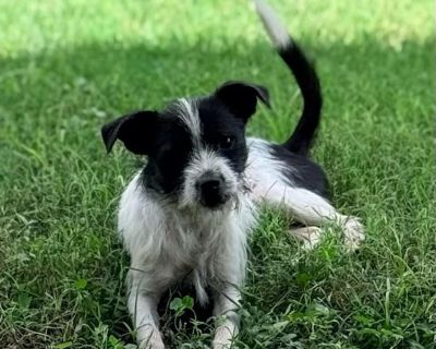 Max Lee SM - Schnauzer Mix Male Dog for Adoption