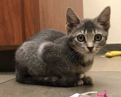 Taken in as skinny scared stray when 5 weeks old. Patiently waiting for a forever home. She was raised with 4 outgoing bottle fed kittens, but remains shy and tends to stay in the background. She's very friendly when pet but needs encouragement to seek out attention. Great with other cats that are nice to her, but is easily bullied by dominant personalities. She does seem to enjoy cuddling with...