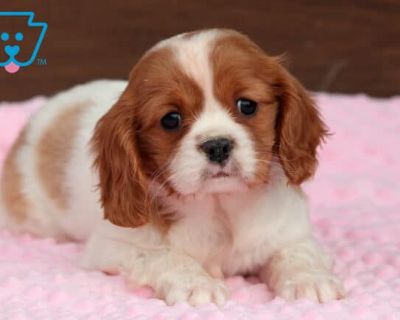 DOB:09-21-2025 (8 weeks old). Available:Available now. Meet Cindy Lou, a gorgeous Cavalier with a heart as bright as her expressive eyes. She s always eager to greet guests, make new friends, and soak up all the affection she can get. Children are her absolute delight, and she happily joins in their games. This cutie is AKC registered, vet checked, vaccinated, wormed & health guaranteed by the ...