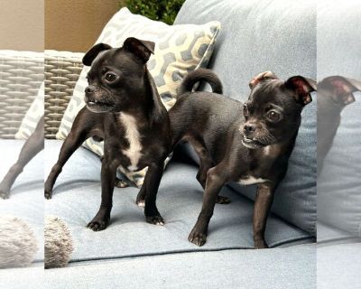 Barney and Griffen, Pug-Chihuahua puppies - Chug Male Adult Dog for Adoption