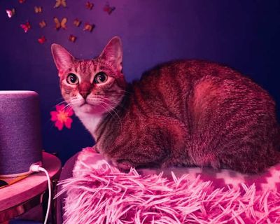 Bella - American Shorthair Female Cat for Adoption