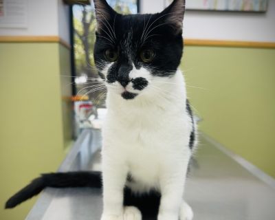 Meet Kage - your new little sidekick! Kage is a black-and-white, cow-patterned cutie with a personality as bold as his markings. This funny, mischievous, and endlessly playful kitten is the perfect mix of silly and sweet. Whether he's pouncing on a toy, plotting his next goofy antic, or climbing into your lap for cuddles, Kage keeps life entertaining in the best possible way. He has a natural "...