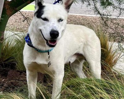 Dog for adoption - Hachi, an Australian Cattle Dog / Blue Heeler Mix in  Portland, OR