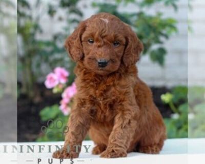 Holden - Male Goldendoodle (Miniature) Puppy for Sale