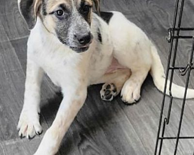 Buffy - German Shepherd Dog/Australian Cattle Dog Mix Female Puppy for Adoption