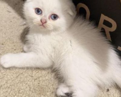 Piro - Scottish Fold Male Kitten For Sale