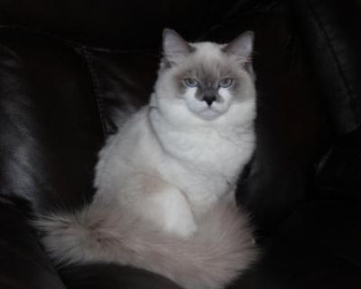 Household pet. Breeding allowed. Not registered. The cat comes with a health guarantee and immunization records. Free cat carrier and some cat foods with purchasing. Our cats are born and raised in our home in excellent loving conditions. The cats get lots of caring and become very friendly and communicative with others. Our cats are sweet and charming, with silky fur and large eyes. They have ...