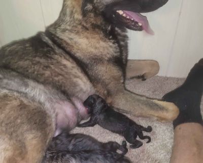 3 Male and 5 Female German Shepherd Dog Puppies for Sale