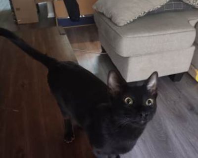 Ragnarok - American Shorthair Male Cat for Adoption