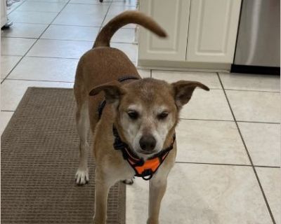Zach - Male Puppy Siberian Husky / Vizsla for Adoption