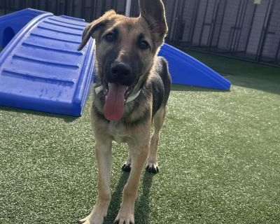 RILEY GS - German Shepherd Dog Male Puppy for Adoption