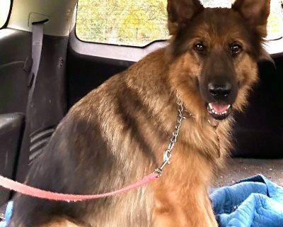 AKC German Shepherd Female OFA'D, DM Health Tested Clear