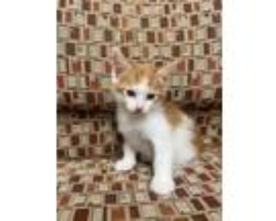 Adopt Orvell a Domestic Short Hair