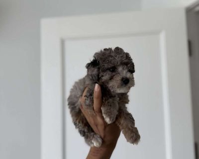 Timmy- teacup - 16 Weeks Male Toy Poodle Puppy for Sale