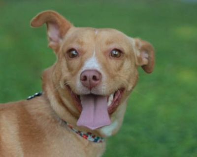 Gina - MEET @ PETCO 7\/5! - Terrier (Unknown Type, Medium)/Feist Mix Female Dog for Adoption