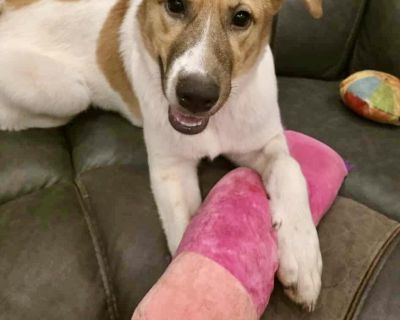 Hazel - Great Pyrenees & Shepherd Mix Female Puppy for Adoption