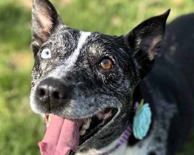 Juno - Australian Cattle Dog/Mixed Breed (Medium) Mix Female Dog for Adoption