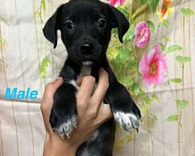 Snoop - Border Collie Male Puppy for Adoption