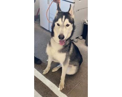 ZEPHYR - Husky Male Dog for Adoption