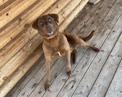 This handsome boys name is Ruger. He is looking for a new home. He is mostly labrador retriever with a little bit of border collie mixed in. Mom is pure bread lab Dad is 3/4 black lab 1/4 border collie. He will be two April 13th He is a very good boy nothing wrong with him. He just has lots of energy and we just moved to town and I have two other high energy dogs already and its just too much f...