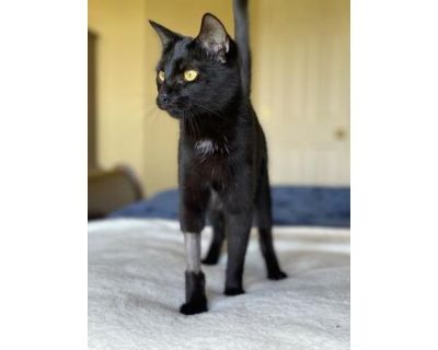 Professor McGonagall - Domestic Shorthair/Domestic Mediumhair Mix Female Cat for Adoption