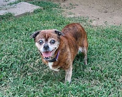 Lady - Pug/French Bulldog Mix Female Dog for Adoption