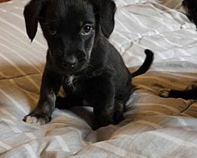 Liam - Border Collie Male Puppy for Adoption