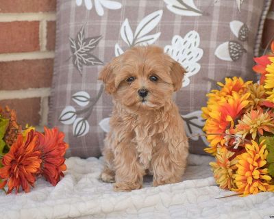 Oakley - 10 Weeks Female Maltipoo Puppy for Sale