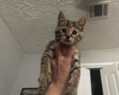 Hi! My husband brought home sweet Hermione (nicknamed Hermie) from his shop at work. She was pregnant, she had 5 babies, 4 girls and 1 boy. We were going to keep them, but my son has a severe allergy we weren t aware of. We had to remove them from inside the home. They are currently in my garage. This is no life for them, but currently my only option other than just taking them to a shelter. I ...